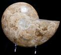 Huge White Choffaticeras Ammonite #8735-4